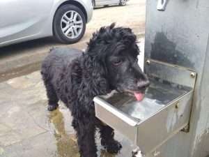 el gato que venía del cielo el gato que venía del cielo