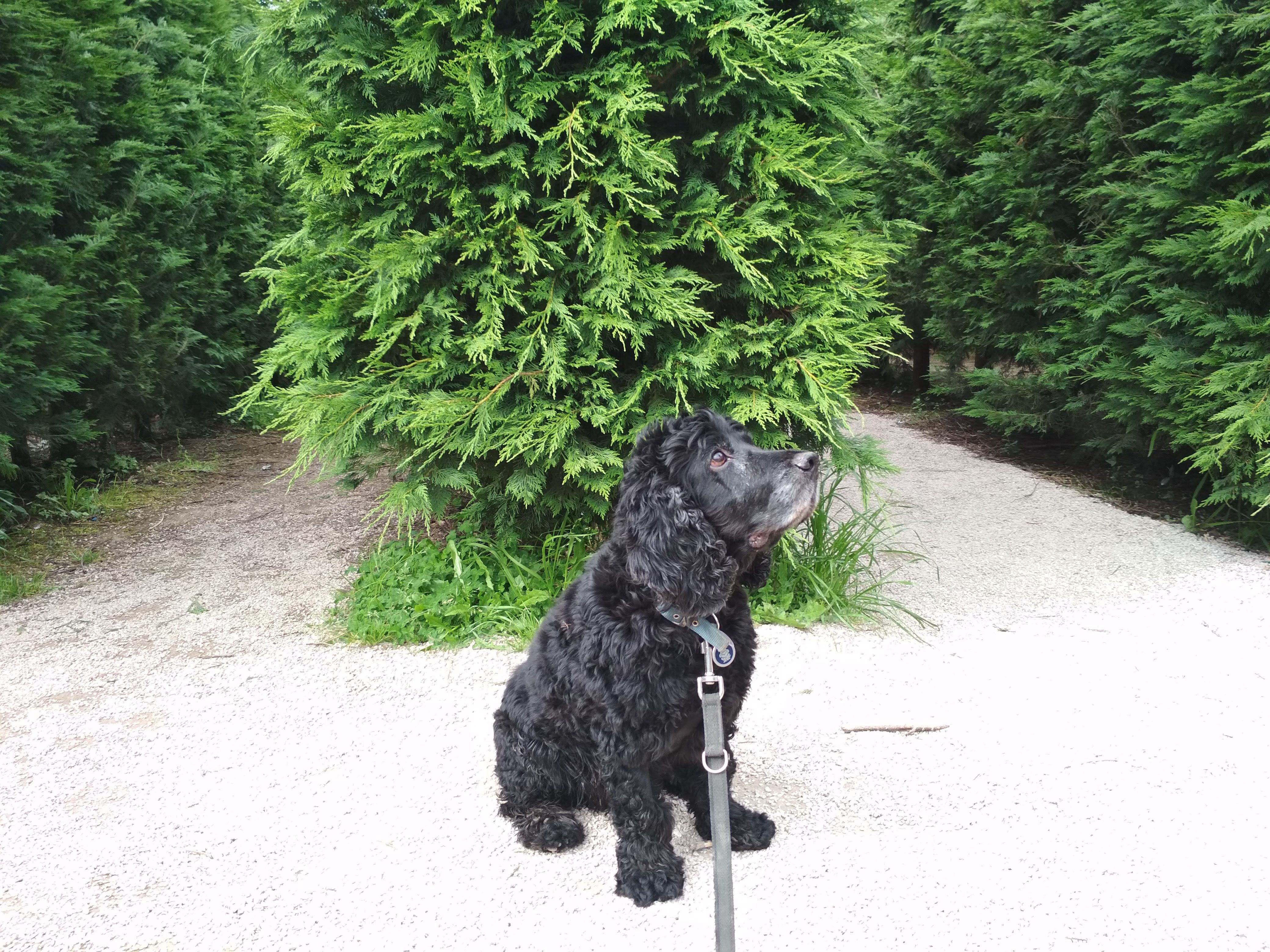 Bruno en mitad del laberinto