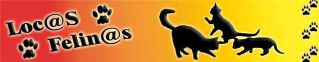 locas felinas