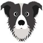 Border Collie 01